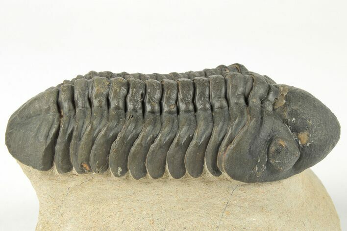 Detailed Reedops Trilobite - Nice Eye Preservation #204081